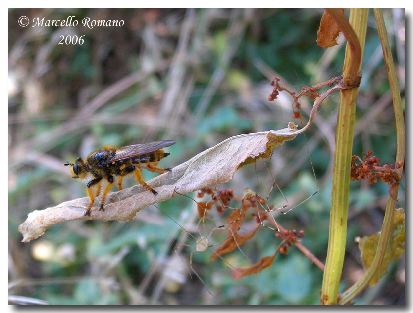 Nostalgia ... (Pogonosoma maroccanum)